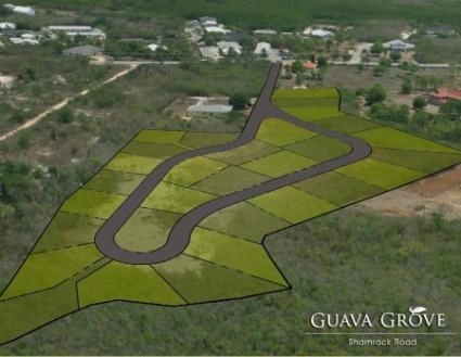 Guava Grove