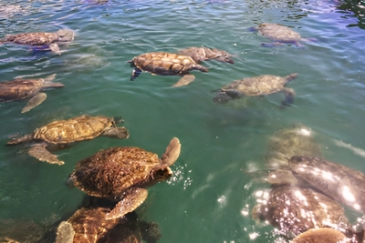 Turtle Farm in the Cayman Islands