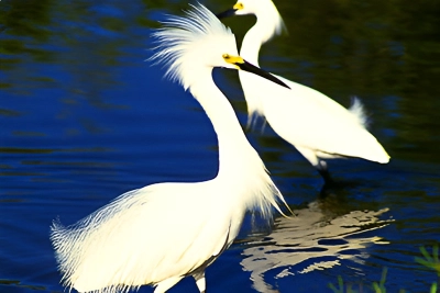 Bird Watching in Little Cayman