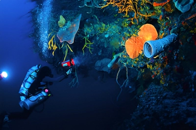 Diving in Little Cayman