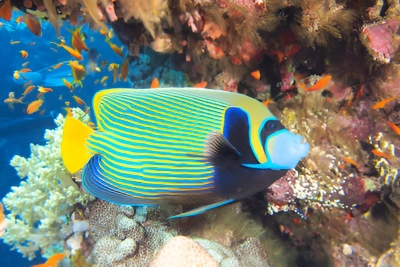 Scuba Diving in the Cayman Islands